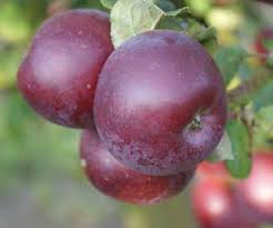 Spartan - a stunning, late season apple.  So red it is almost purple with an unforgettable flavour.  Its' applesauce has a beautiful colour.