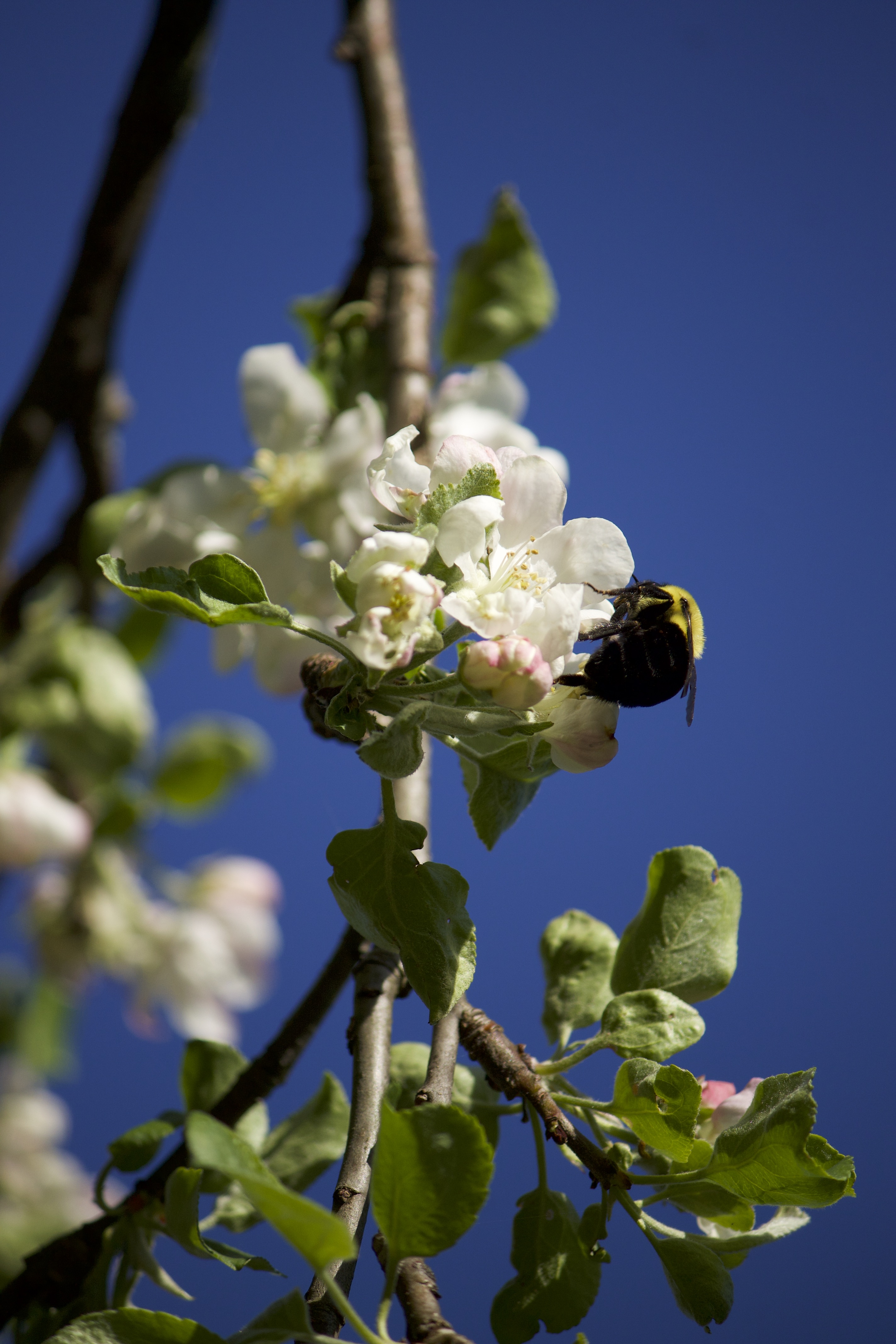 bee on blossom bee on blossom