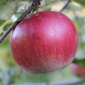 Connel Red - a fantastic apple out of Quebec.  Disease resistant, deep red skin and fresh, sweet/tart flavour.