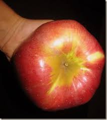 Wolf River - the world's largest apple!  A very old variety out of Russia. Make one pie out of one apple.  Best for baking and cooking.